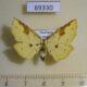 69330p Thyrididae Camadena vespertilionis Thailand $8