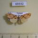 69332p Arctiidae Barsine pallinflexa Thailand $9