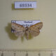 69334p Noctuidae Lithosiopsis papuana Thailand $12