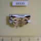 69335p Noctuidae Giaura niveidisca Thailand $15