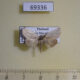 69336p Noctuidae Urbona leucophaea Thailand $12