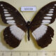 69338p Papilionidae Papilio echerioides Uganda $9