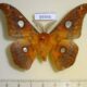 69346p Saturniidae Rhodinia fugax Primorye $15