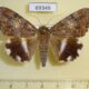 69349p Noctuidae Achaea catella Madagascar $13