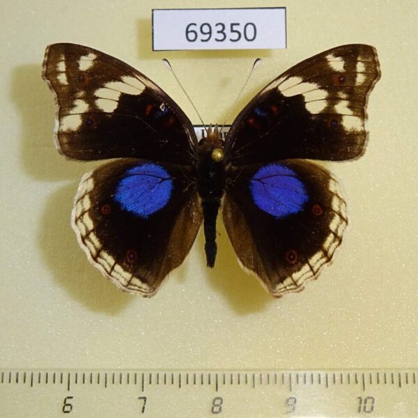 Nymphalidae Junonia oenone Uganda