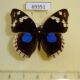 69351p Nymphalidae Junonia oenone Uganda $15