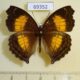69352p Nymphalidae Junonia terea Uganda $12