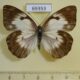 69353p Pieridae Belenois gidica abyssinica f Uganda $13