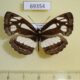 69354p Nymphalidae Neptis carcassoni Uganda $8