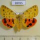 69355p Arctiidae Rhyparia purpurata f Tyva rep. $9
