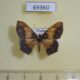69360p Geometridae Serratophyga subangulata Thailand $6