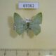 69362p Geometridae Pelagodes antiquadraria Thailand $7