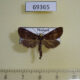 69365p Noctuidae Acidon mariae Thailand $15