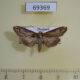 69369p Euteliidae Lophoptera nama Thailand $12