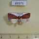 69373p Noctuidae Beara sp. Thailand $10