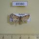 69380p Noctuidae Polypogon sp. brackenburyi Thailand $6