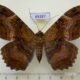 69387p Noctuidae Feigeria mycerina f Dominicana $12