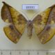69391p Geometridae Oxydia sp. gueneei f Dominicana $30