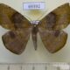 69392p Geometridae Oxydia vesulia Dominicana $9