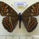 69393p Nymphalidae Seokia pratti Primorye $7