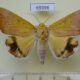 69396p Noctuidae Achaea leucopasa Madagascar $15