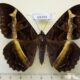 69399p Noctuidae Cyligramma disturbans f Madagascar $30