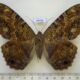 69409p Noctuidae Ascalapha odorata f Dominicana $30
