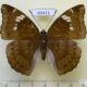69411p Nymphalidae Euthalia aconthea f Thailand $8