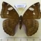 69412p Nymphalidae Euthalia aconthea f Thailand $13