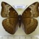 69414p Nymphalidae Euthalia monina f Thailand $15