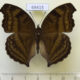 69415p Nymphalidae Junonia iphita Thailand $10
