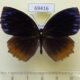 69416p Nymphalidae Elymnias hypermnestra violetta Thailand $8