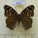 69417p Nymphalidae Junonia lemonias Thailand $9