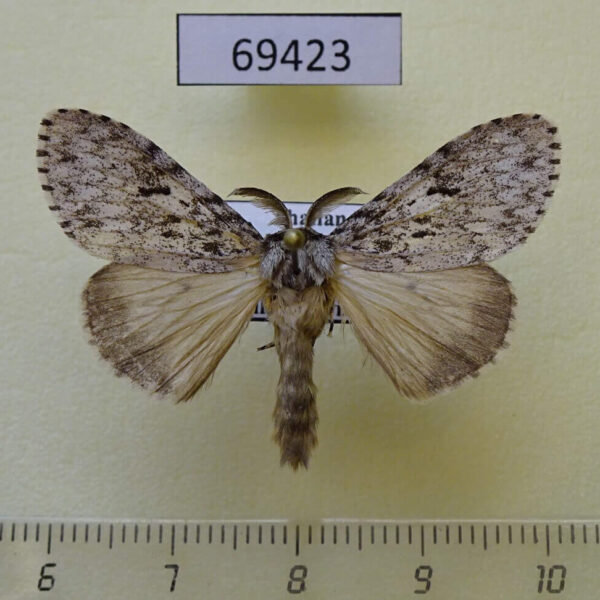 Lymantridae Lymantria sp. gyulaii Thailand