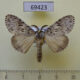 69423p Lymantridae Lymantria sp. gyulaii Thailand $8