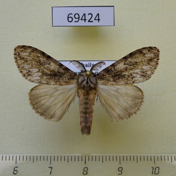 Lymantridae Lymantria sp. gaborronkayi Thailand