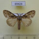 69424p Lymantridae Lymantria sp. gaborronkayi Thailand $6