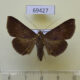 69427p Noctuidae Hypospila bolinoides f Thailand $8
