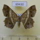 69430p Geometridae Semiothisa eleonora f Thailand $6
