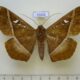69432p Noctuidae Teinoletis simoenta Dominicana $25