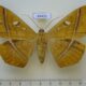 69433p Noctuidae Teinoletis simoenta f Dominicana $25