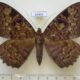 69434p Noctuidae Erebus walkeri f Uganda $12