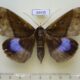 69435p Noctuidae Ischyja manlia f Thailand $7