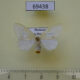 69438p Lymantridae Euproctis sp. f Thailand $7