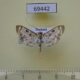 69442p Crambidae Rhimphalea ochalis Thailand $8