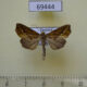 69444p Noctuidae Plusiodonta wahri Thailand $9