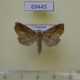 69445p Noctuidae Plusiodonta wahri f Thailand $8