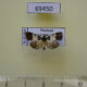 69450p Pyralidae sp. Thailand $5