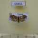 69453p Arctiidae Macaduma borneana Thailand $6