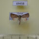 69458p Noctuidae Beara tortriciformis Thailand $9
